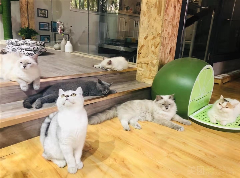 爱酱家宠物店·猫咖·猫咪体验生活馆的图标