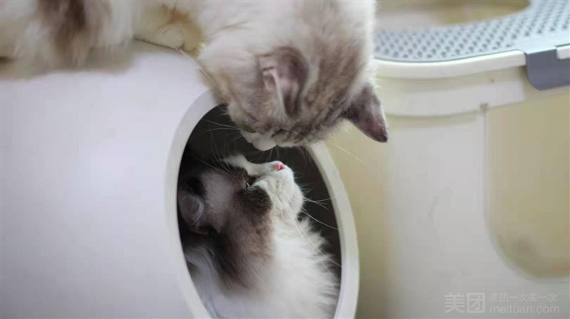 午后的猫·撸猫咖啡的图标