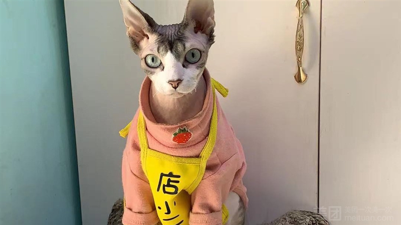 狗崽队宠物店（徐州富国街店）的图标