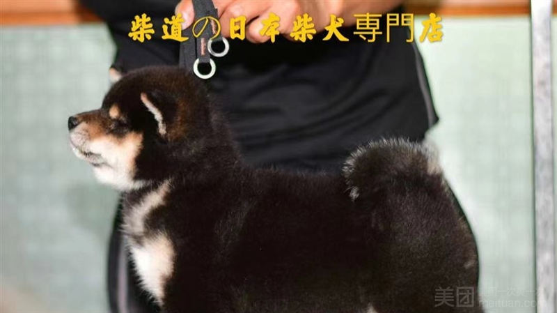 柴道の日本柴犬専門店