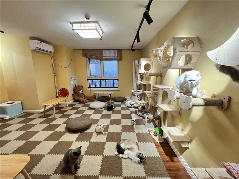 喵小喵·猫咖·宠物工作室